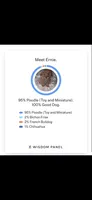 Ernie, a male Poodle - Toy  for sale in Bonney Lake, WA – 2 of 5