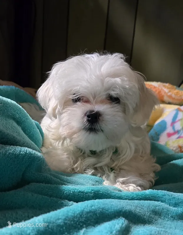 green collar – Maltese puppy for sale in Bonney Lake, WA