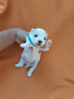 Maltese blue, a male Maltese for sale in Bonney Lake, WA – 2 of 9