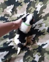 Green boy, a male Maltipoo for sale in Bonney Lake, WA – 4 of 10