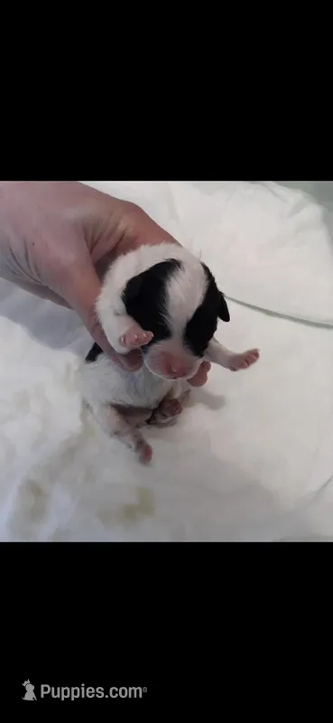 MB – Maltipoo puppy for sale in Bonney Lake, WA