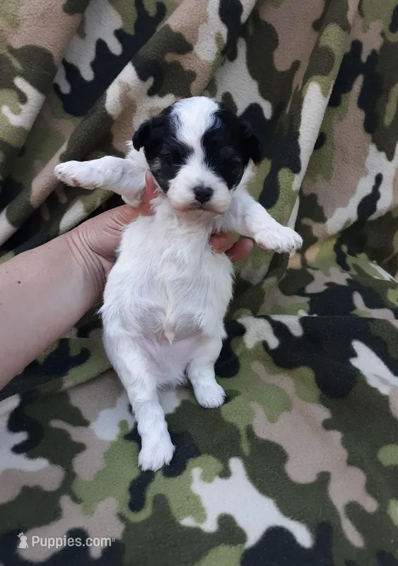 MB – Maltipoo puppy for sale in Bonney Lake, WA