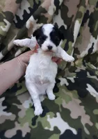 MB, a male Maltipoo for sale in Bonney Lake, WA – 5 of 10