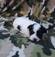 MB, a male Maltipoo for sale in Bonney Lake, WA – 8 of 10