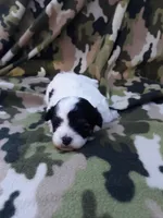 MB, a male Maltipoo for sale in Bonney Lake, WA – 6 of 10
