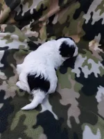 MB, a male Maltipoo for sale in Bonney Lake, WA – 7 of 10