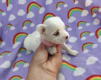 Maltese pink, a female Maltese for sale in Bonney Lake, WA – 2 of 7