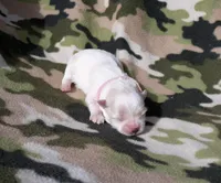 Maltese pink, a female Maltese for sale in Bonney Lake, WA – 6 of 9