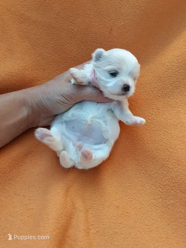 Maltese pink – Maltese puppy for sale in Bonney Lake, WA