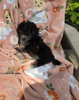 Pink collar (tea cup), a female Maltipoo for sale in Bonney Lake, WA – 2 of 10