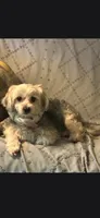 Otis 2.5 lbs, a male Maltipoo and Morkie for sale in Bonney Lake, WA – 5 of 6