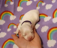 processed/3a45ebbf-6d23-4f8e-8703-048150be4a70/listing/e1b1ceb4-8ea8-4b47-8054-34950db21169/86862d0b-90a8-468f-9c9a-c035b39cf504