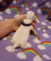 processed/3a45ebbf-6d23-4f8e-8703-048150be4a70/listing/e1b1ceb4-8ea8-4b47-8054-34950db21169/c716f309-ed64-47b3-8000-3c5b0ed4d8b1