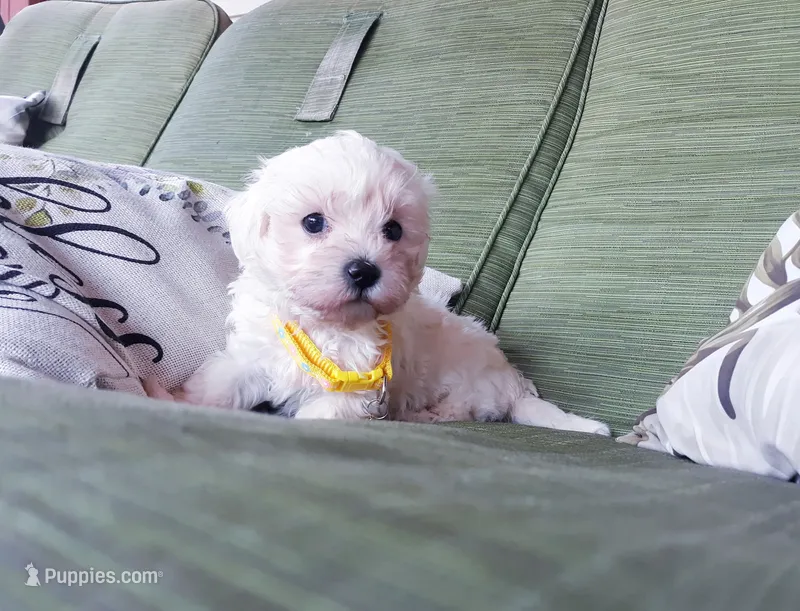 Yellow collar  – Maltipoo puppy for sale in Bonney Lake, WA