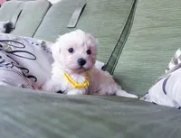 Yellow collar , a male Maltipoo for sale in Bonney Lake, WA – 1 of 10