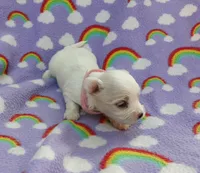 Maltese pink, a female Maltese for sale in Bonney Lake, WA – 4 of 7