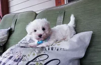 blue collar, a male Maltipoo for sale in Bonney Lake, WA – 3 of 10