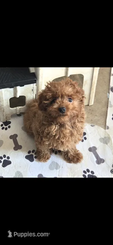 Bert – Poodle - Toy  puppy for sale in Bonney Lake, WA
