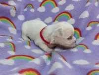 Maltese red, a male Maltese for sale in Bonney Lake, WA – 2 of 6