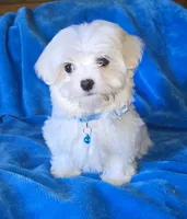 Blue, a male Maltese for sale in Bonney Lake, WA – 3 of 5