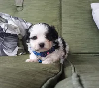 Blue boy, a male Maltipoo for sale in Bonney Lake, WA – 2 of 10