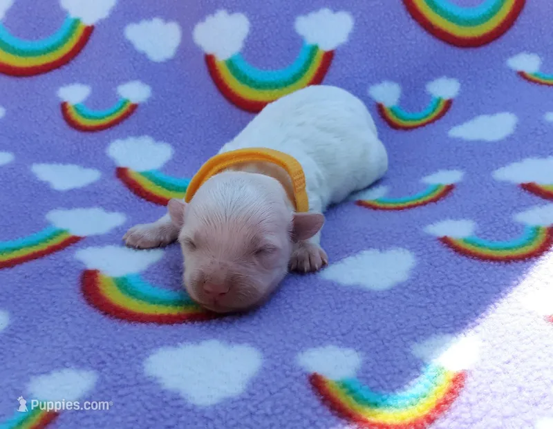 Yellow collar  – Maltipoo puppy for sale in Bonney Lake, WA