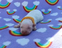 Yellow collar , a male Maltipoo for sale in Bonney Lake, WA – 1 of 7