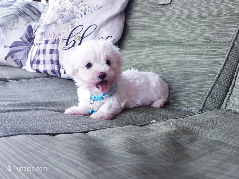 blue collar – Maltipoo puppy for sale in Bonney Lake, WA
