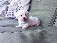blue collar, a male Maltipoo for sale in Bonney Lake, WA – 1 of 10