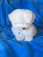 Blue, a male Maltese for sale in Bonney Lake, WA – 5 of 5
