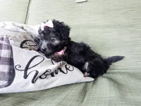 pink collar, a female Maltipoo for sale in Bonney Lake, WA – 3 of 10