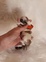 Red Maltipoo, a female Maltipoo for sale in Bonney Lake, WA – Photo 5 of 5