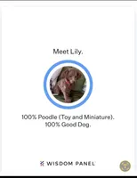 Red Maltipoo, a female Maltipoo for sale in Bonney Lake, WA – Photo 2 of 5