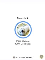 Red Maltipoo, a female Maltipoo for sale in Bonney Lake, WA – Photo 3 of 5