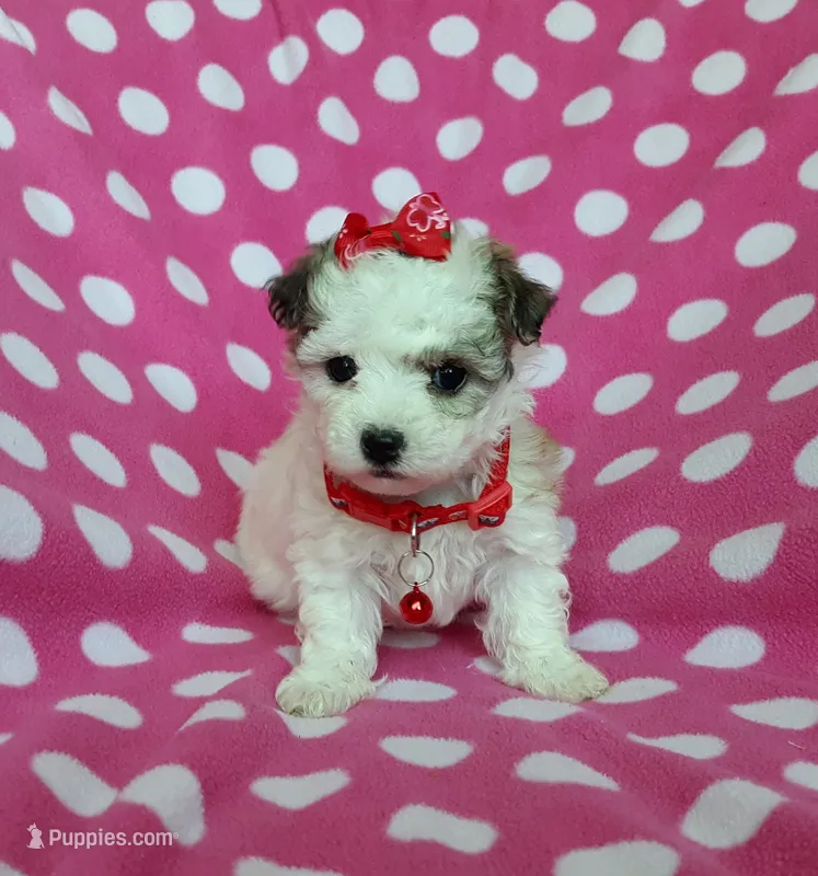 Red Maltipoo – Maltipoo puppy for sale in Bonney Lake, WA