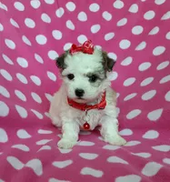 Red Maltipoo, a female Maltipoo for sale in Bonney Lake, WA – 1 of 10