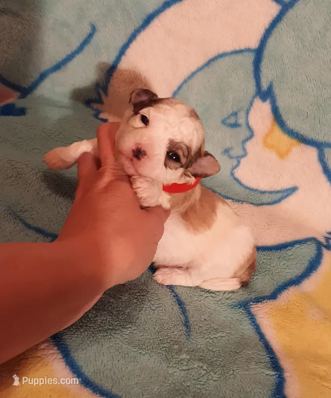 Red Maltipoo – Maltipoo puppy for sale in Bonney Lake, WA