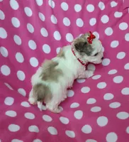 Red Maltipoo, a female Maltipoo for sale in Bonney Lake, WA – 2 of 10
