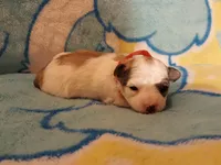 Red Maltipoo, a female Maltipoo for sale in Bonney Lake, WA – 4 of 10