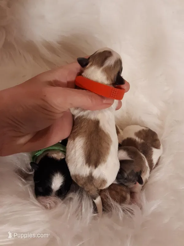 Red Maltipoo – Maltipoo puppy for sale in Bonney Lake, WA