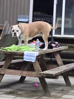 Clover, a female English Bulldog for sale in Bonney Lake, WA – 8 of 9