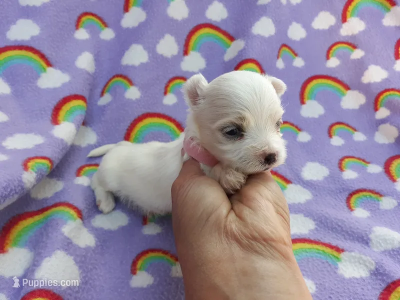 Maltese pink – Maltese puppy for sale in Bonney Lake, WA