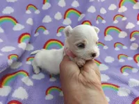 Maltese pink, a female Maltese for sale in Bonney Lake, WA – 1 of 7