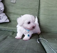 blue collar, a male Maltipoo for sale in Bonney Lake, WA – 2 of 10