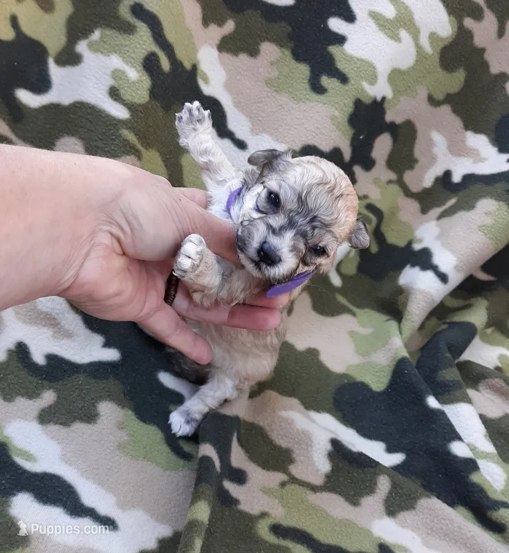 Purple Maltipoo  – Maltipoo puppy on hold in Bonney Lake, WA