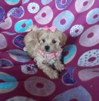 Pink, a female Maltipoo for sale in Bonney Lake, WA – 2 of 10
