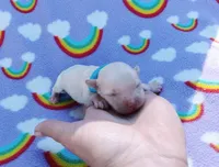 blue collar, a male Maltipoo for sale in Bonney Lake, WA – 5 of 7