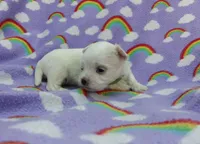 Maltese green , a male Maltese for sale in Bonney Lake, WA – 3 of 6