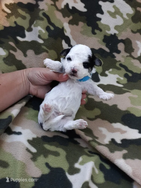 Blue  maltipoo – Maltipoo puppy for sale in Bonney Lake, WA
