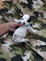 Blue  maltipoo, a male Maltipoo for sale in Bonney Lake, WA – 1 of 6